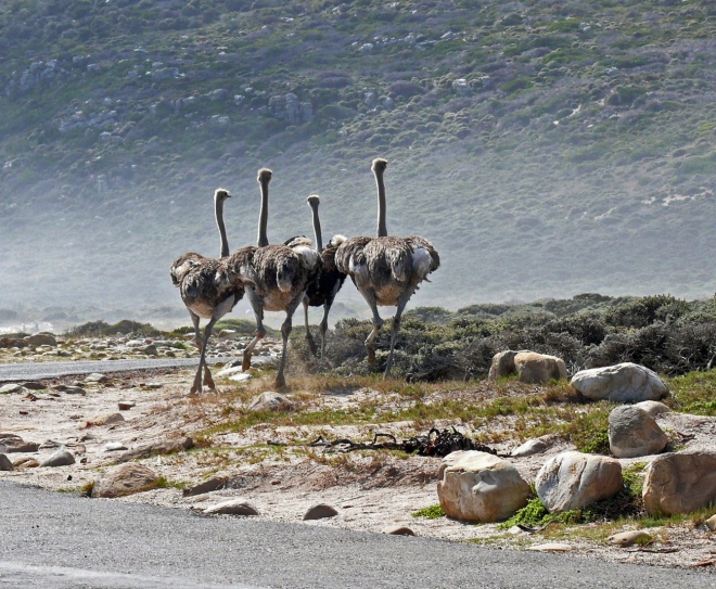 Ostriches at Cape of Good Hope