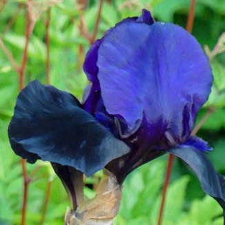 Ink blue bearded-iris