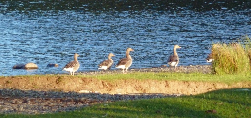 A Gaggle of Geese
