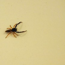 Australian spider