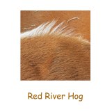 red-river-hog